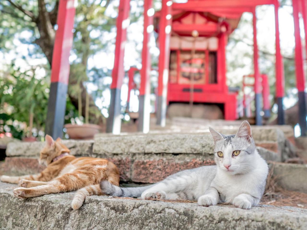 山城天嵐庭園民宿 Puli Exteriér fotografie